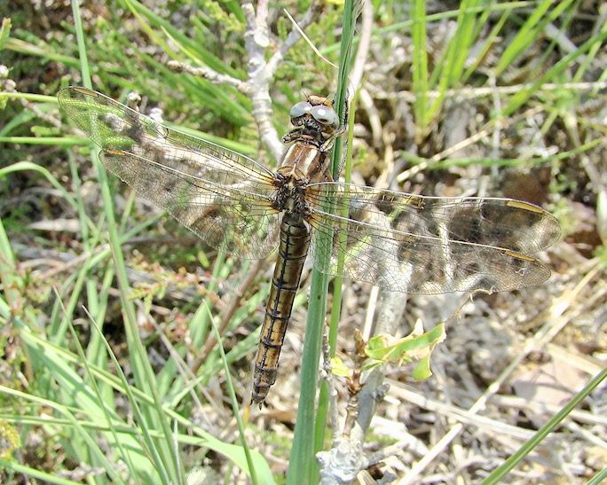 keeled skimmer